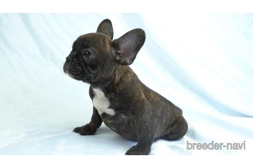 成約済の東京都のフレンチブルドッグ-156173の2枚目