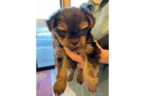 成約済の愛知県のヨークシャーテリア-154581の2枚目