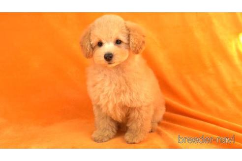 成約済の東京都のトイプードル-156176