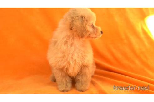 成約済の東京都のトイプードル-156176の2枚目