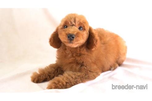 成約済の東京都のトイプードル-156177の2枚目