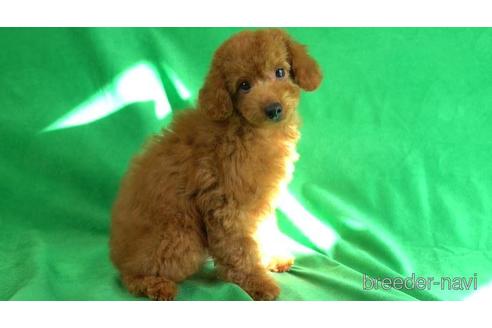 成約済の東京都のトイプードル-156178の1枚目