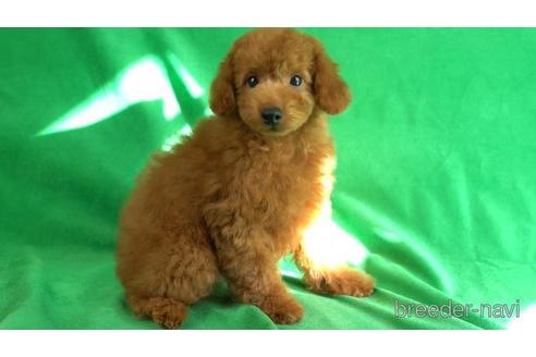 成約済の東京都のトイプードル-156178の2枚目