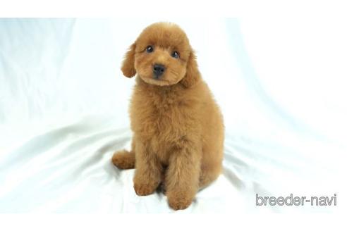 成約済の東京都のトイプードル-156179の1枚目