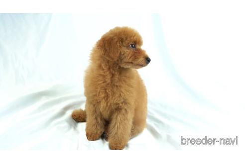 成約済の東京都のトイプードル-156179の2枚目