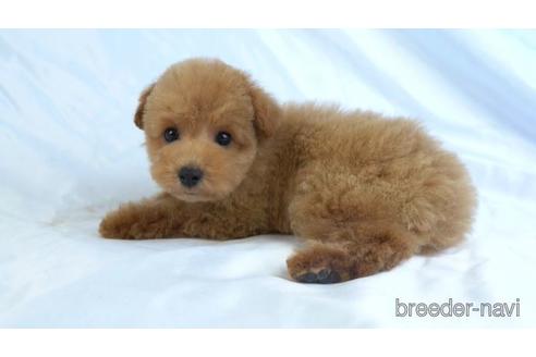 成約済の東京都のトイプードル-156181の1枚目