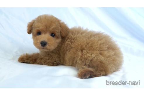 成約済の東京都のトイプードル-156181の2枚目