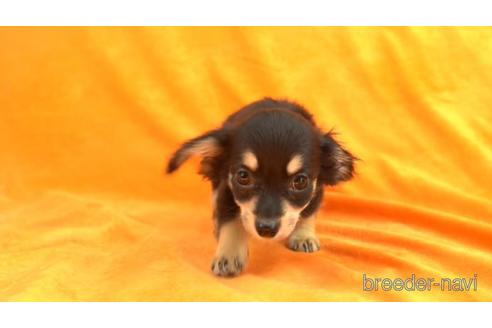 成約済の東京都のチワックス:チワワ×ミニチュアダックスフンド-156183の1枚目