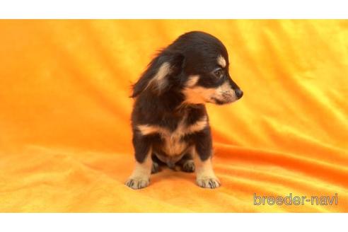 成約済の東京都のチワックス:チワワ×ミニチュアダックスフンド-156183の2枚目