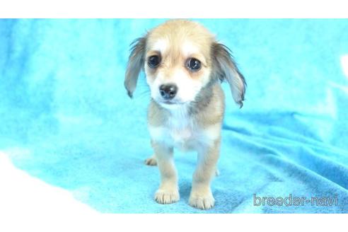 成約済の東京都のチワックス:チワワ×ミニチュアダックスフンド-156188の1枚目