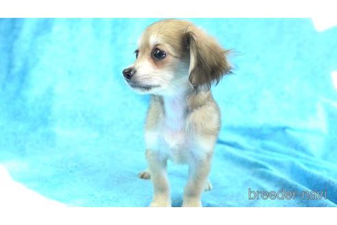 成約済の東京都のチワックス:チワワ×ミニチュアダックスフンド-156188の2枚目