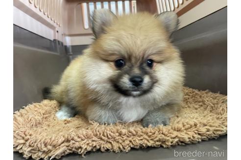 成約済の愛媛県のポメラニアン-156207の1枚目