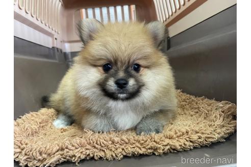 成約済の愛媛県のポメラニアン-156207の2枚目