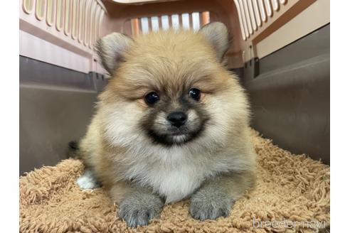 成約済の愛媛県のポメラニアン-156207の3枚目