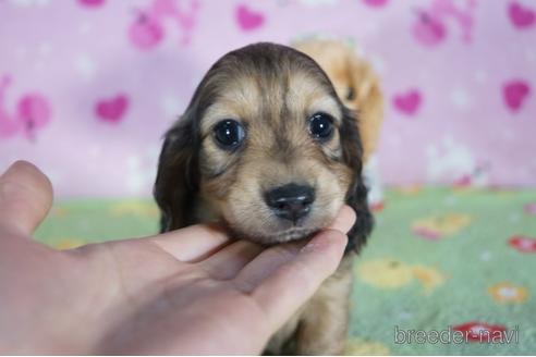 成約済の兵庫県のミニチュアダックスフンド(ロングヘアード)-156206の1枚目