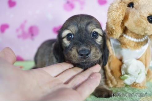 成約済の兵庫県のカニンヘンダックスフンド(ロングヘアード)-156211の1枚目