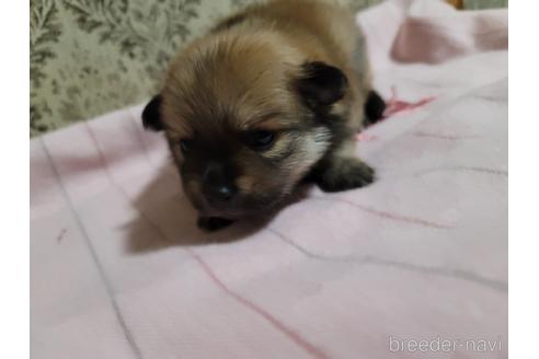 成約済の千葉県のポメラニアン-156225の2枚目