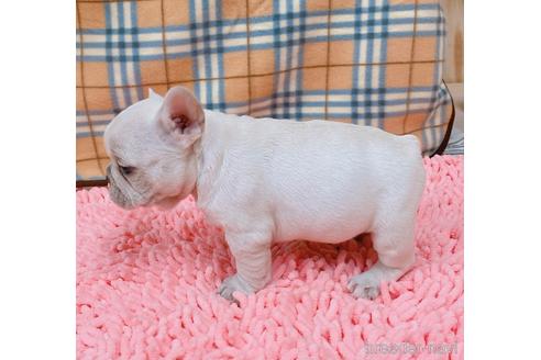 成約済の山口県のフレンチブルドッグ-153938の2枚目