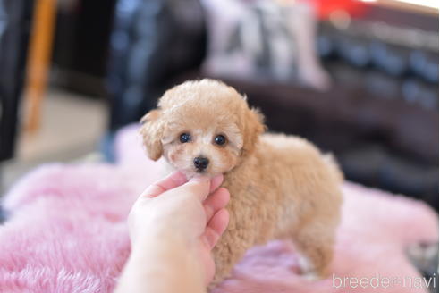 成約済の茨城県のタイニープードル-154280の6枚目