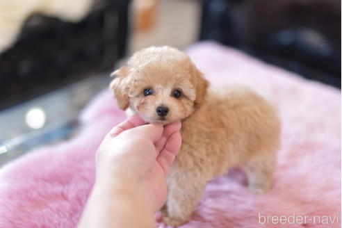 成約済の茨城県のタイニープードル-154280の5枚目