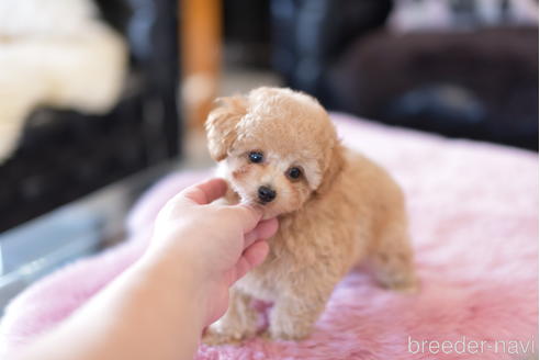 成約済の茨城県のタイニープードル-154280の4枚目