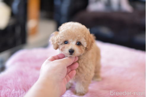成約済の茨城県のタイニープードル-154280の3枚目