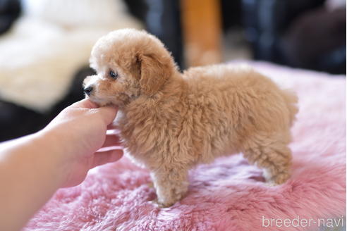 成約済の茨城県のタイニープードル-154280の2枚目