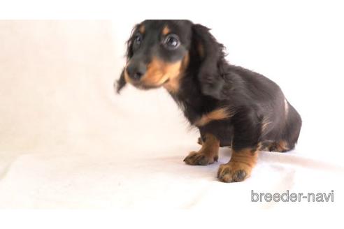 成約済の東京都のミニチュアダックスフンド(ロングヘアード)-156294の1枚目