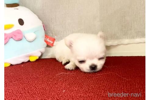 成約済の香川県のチワワ(ロングコート)-156308の2枚目