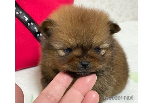 成約済の埼玉県のポメラニアン-156345の9枚目