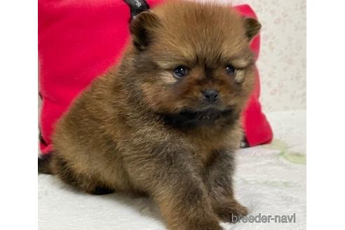 成約済の埼玉県のポメラニアン-156345の8枚目
