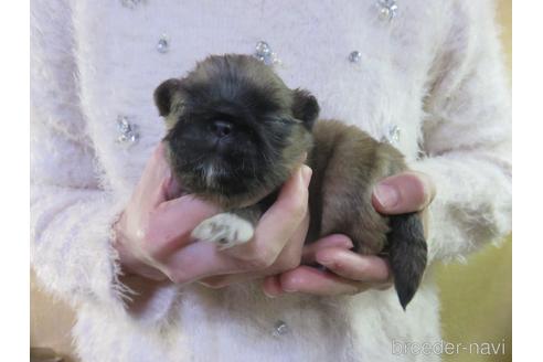 成約済の愛知県のペキニーズ-156353の19枚目