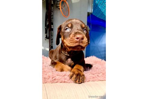 成約済の長崎県のドーベルマン-154812の3枚目