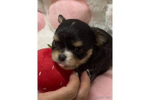 成約済の愛媛県のチワワ(ロングコート)-154506の9枚目