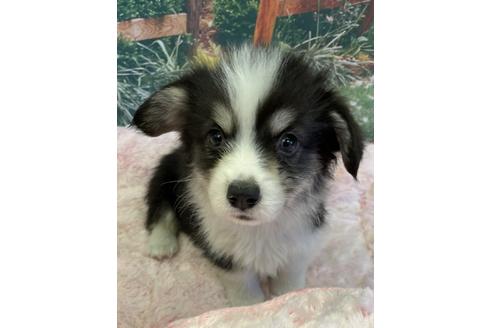 子犬