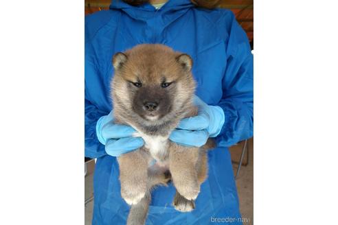 成約済の徳島県の柴犬-154334の1枚目