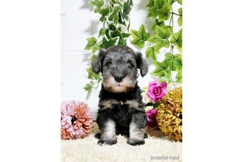 成約済の埼玉県のミニチュアシュナウザー-152040