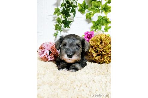 成約済の埼玉県のミニチュアシュナウザー-152040の4枚目