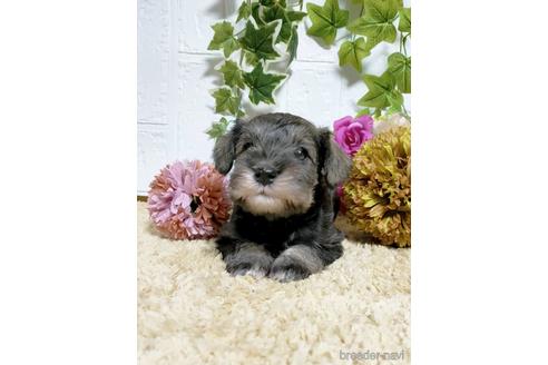 成約済の埼玉県のミニチュアシュナウザー-152040の3枚目