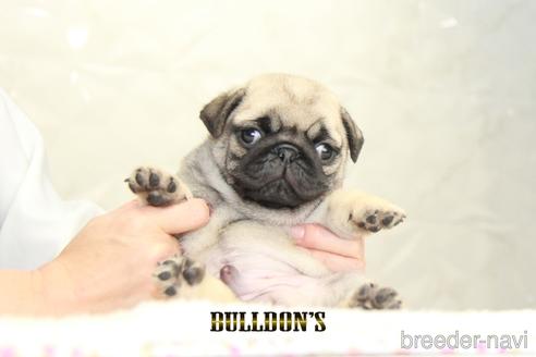 成約済の東京都のパグ-156483の1枚目