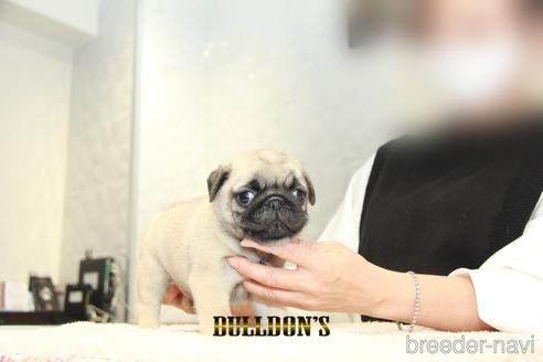 成約済の東京都のパグ-156483の7枚目