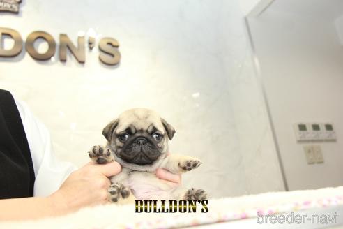 成約済の東京都のパグ-156483の3枚目