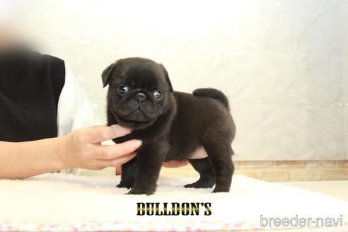 成約済の東京都のパグ-156484の1枚目