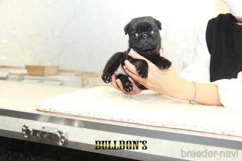 成約済の東京都のパグ-156484の6枚目