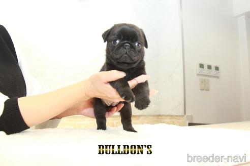 成約済の東京都のパグ-156484の5枚目