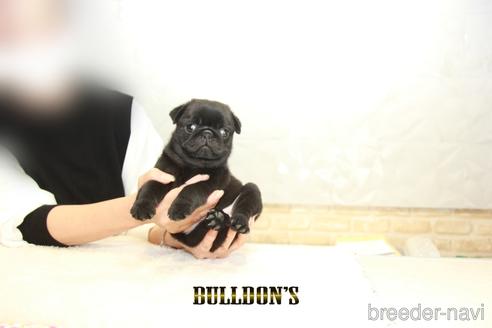 成約済の東京都のパグ-156484の3枚目