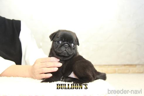 成約済の東京都のパグ-156484の2枚目