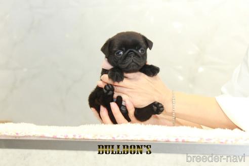 成約済の東京都のパグ-156485の1枚目