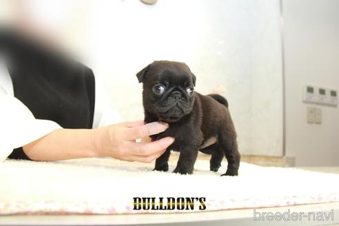 成約済の東京都のパグ-156485の7枚目