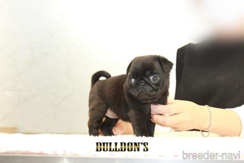 成約済の東京都のパグ-156485の5枚目